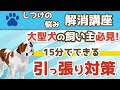 【犬のしつけ】大型犬【お散歩引っ張り癖】　犬が大好きな子が引っ張らなくなる方法