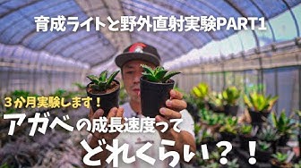 アガベ Youtube