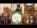 Collar-Cuello Navideño para Gatos