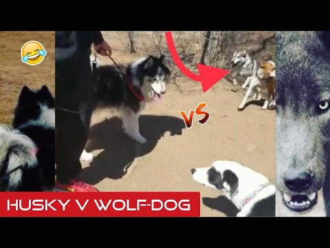wooly-husky-meets-and-plays-with-wolf-dog---events-after-dog-park-fight!