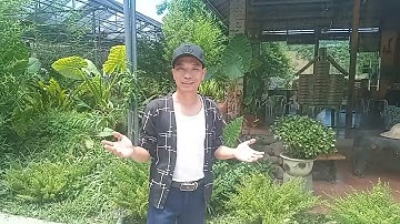 Tiểu cảnh sân vườn nhật bản:039-274-3698(toàn quốc)036-848-5209 zalo