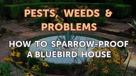 How to Sparrow-Proof a Bluebird House