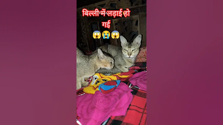 Video 11403951: cat meow bath, cats catlover pets, meowing cat sound, cat family meow, cat sleeping sound, cat eating sounds