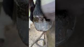 Finishing Off With Hoof Oil #Shorts #Farrier #Satisfying #Asmr #Horse #Oddlysatisfying #Horses