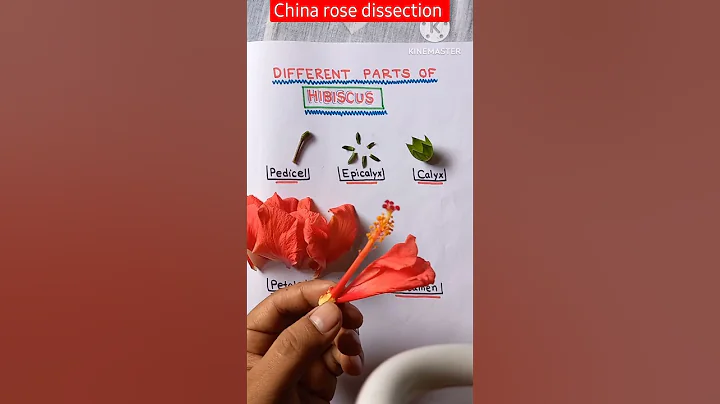 Dissection of Hibiscus Flower Practical #shorts #youtubeshorts #reels #viral #practical #biology - DayDayNews
