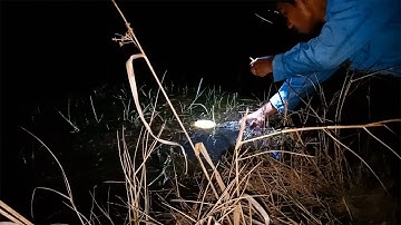 Cắm Câu Cá Lóc đầu mùa nước nổi bằng mồi Dế