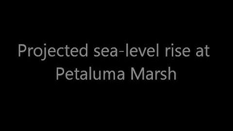 Sea-level Rise Scenario for San Francisco Bay Estuary - Petaluma Marsh