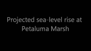 Sea-level Rise Scenario for San Francisco Bay Estuary - Petaluma Marsh