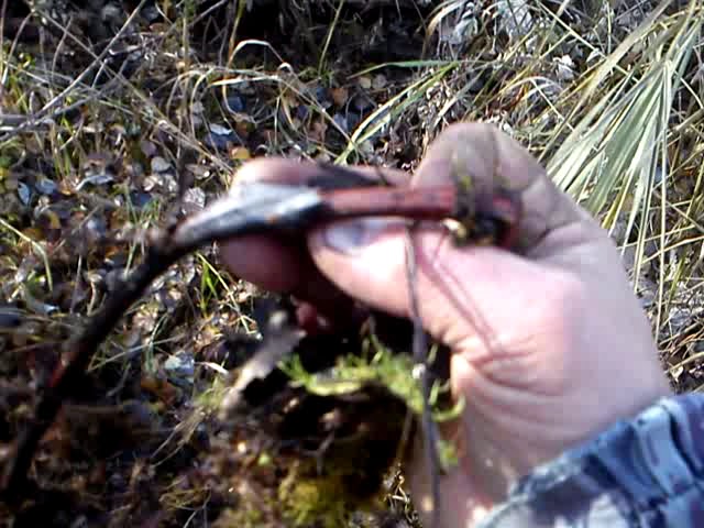 заготовка сабельника болотного