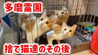 多磨霊園に捨てられた猫達4匹のその後の様子