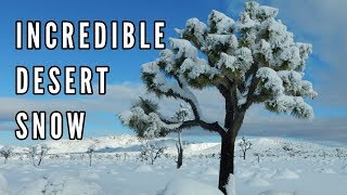 Rare Snowstorm In Joshua Tree National Park - 12-27-2019