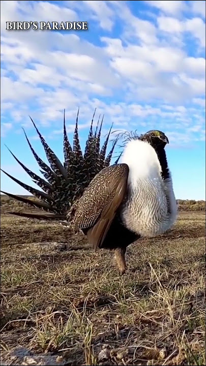 The bird with testicles on the chest #birds #shorts