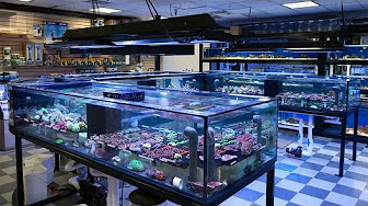 Vivid Aquariums Store Tour - HqDefault