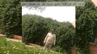 اجيو تشوفو معايا كيفاش نغرسو الأزير(إكليل الجبل)