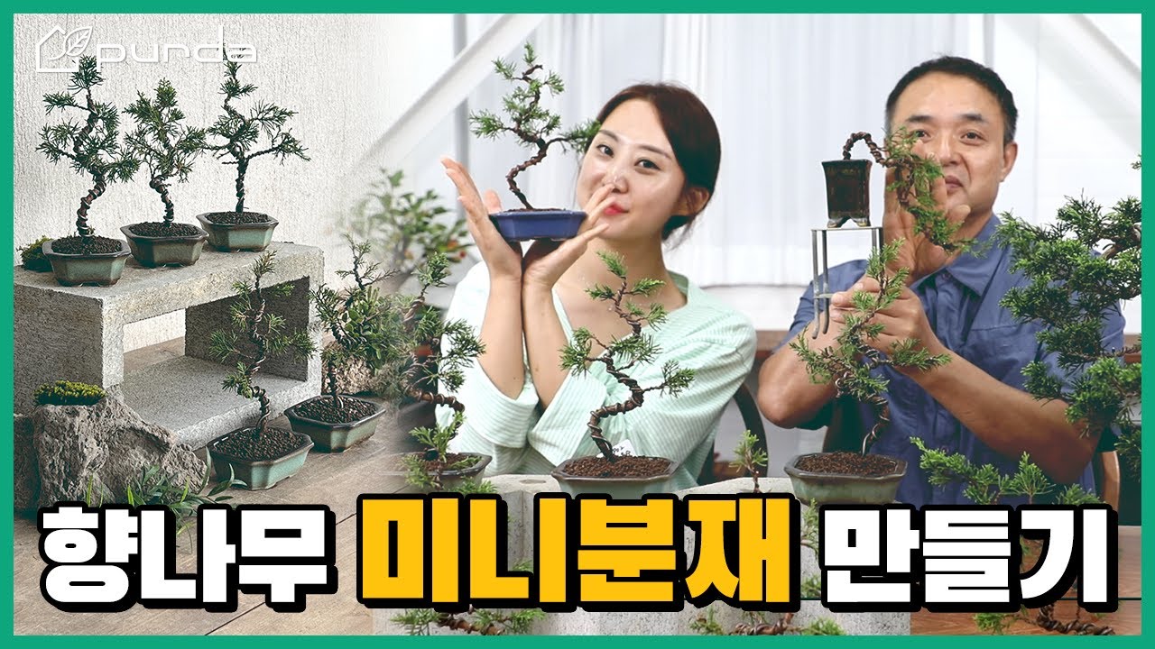 🌳향나무로 미니 분재화분 만들기!🌳 자운과 하빈은 어떤 수형으로 만들까?! 향나무  수형잡기, 철사걸이 노하우 공개!ㅣbonsai