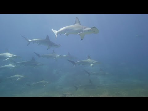 Diving Malpelo (2025)
