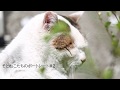 ある地域猫の日常１～そとねこたちのポートレート#2～