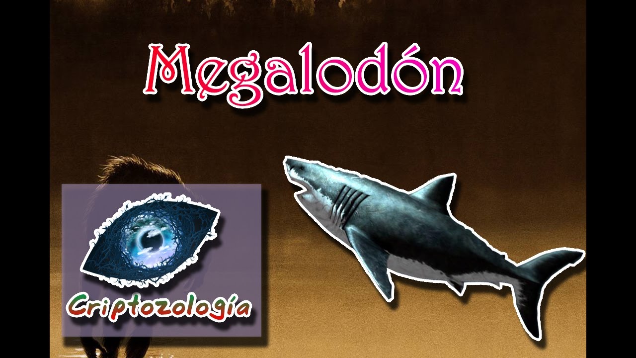 Megalodon | The largest shark World | (Cryptozoology) | Fact or Fiction | megalodon tooth for sale