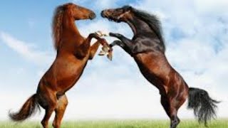 عالم الحيوانات # شاهد ماذا يفعل الحصان عندما يكون سعيدا