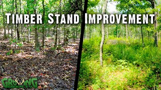 Before and After: Timber Stand Improvement for Better Deer & Wildlife Habitat Habitat (640)
