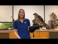 Learn All About Ranger The Red-Tailed Hawk
