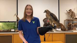 Learn All About Ranger The RedTailed Hawk