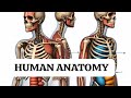 Human Anatomy | Learn the Basics of the Human Body