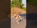 Kolhapur dog race 🚀😱 || kolhapur dog racing / dog race maharashtra || #shorts #arfyads