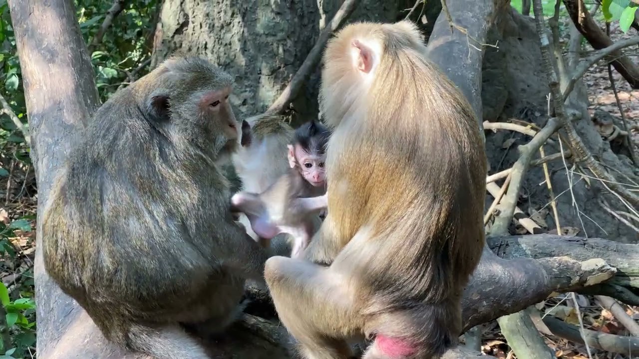 Adorable Baby Monkey Grooms His Lice & Plays With His Family 🐒❤️”