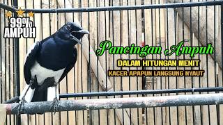 Suara Pancingan Kacer Terampuh Buat Menaikan Kacer Yang Kurang Emosi Biar Mau Buka Ekor