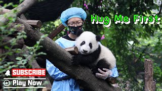 Nanny Teaches Panda Baby Climbing While Panda Baby Only Wants The Hug  | Ipanda