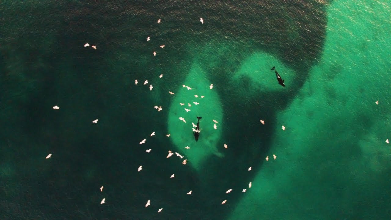 arctic ocean Two killer whales swimming hunting inside a large shoal of Atlantic herring