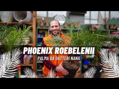 Video: Come si coltiva una palma in Arizona?