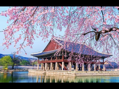 south-korea/spring-in-daegu