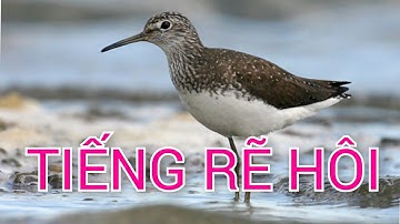 🔥 TIẾNG RẼ HÔI - ĐĂNG KÍ KÊNH👉 NHẬN FILE TIẾNG MIỄN PHÍ 👌