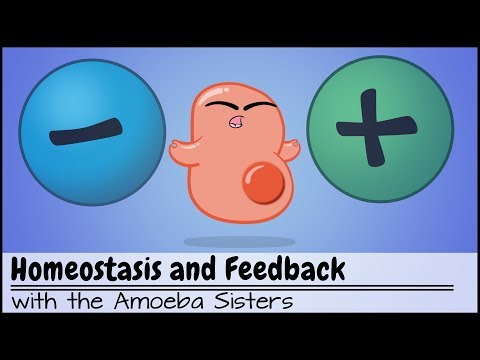 Thumbnail for the embedded element "Homeostasis and Negative/Positive Feedback"