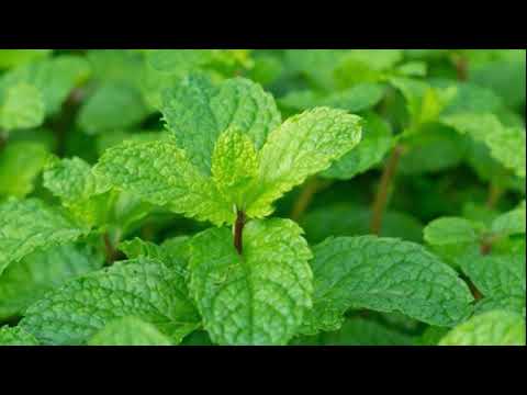 Video: Cinnamon Basil yog dab tsi: Kawm Yuav Ua Li Cas Loj hlob Cinnamon Basil