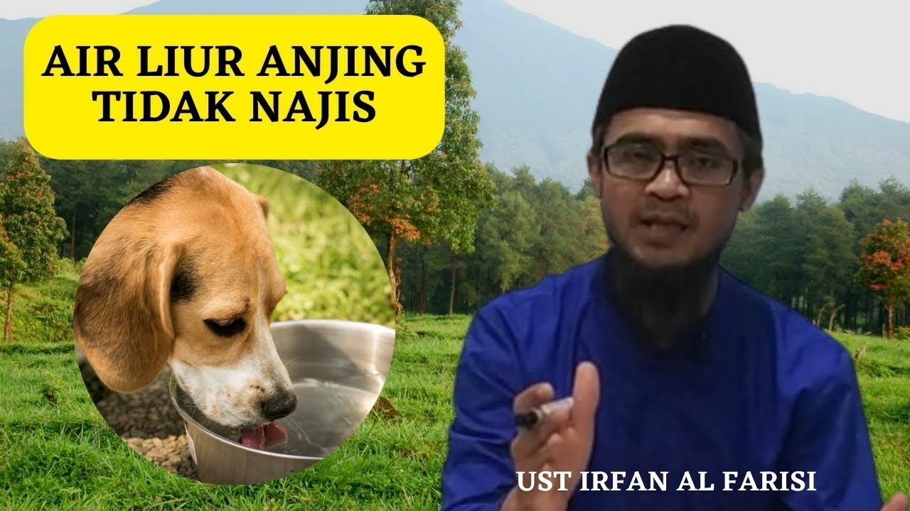 Penjelasan Dalil Shahih Air Liur Anjing Tidak Najis !