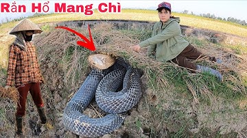 Hai Anh Em Hoảng Sợ Khi Phát Hiện 1 Dấu Vết Để Lại Của Con Rắn Hổ Mang Chúa Ngoài Cánh Đồng