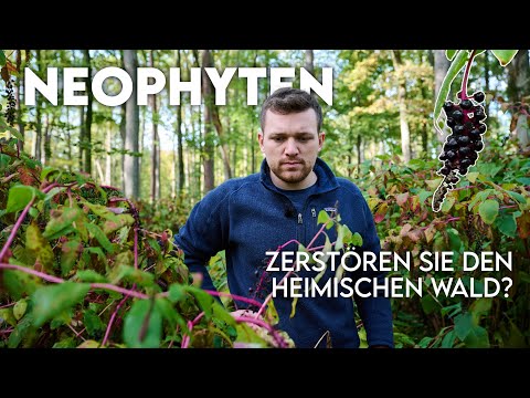 Video: Warum wird meine Sumpfzypresse braun?