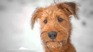 Dog Irish Terrier | Terrier Dog Breed Picture Collection