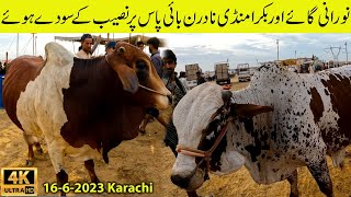 Cow Mandi 2023 Noorani Cow Mandi at Northren Bypass Cow and Cattle Cheapest Mandi 16-6-23 Karachi