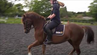 Jenny flatwork 18.5.16 - SOLD