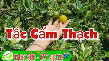 Tắc cẩm thạch " cây trồng phong thủy trồng chậu ra trái quanh năm