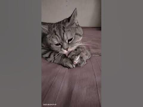 Кот Каспер - YouTube