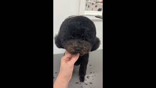 Poodle Round Face Grooming – Cute & Clean Teddy Look screenshot 3
