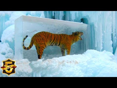 Wideo: Naukowcy Klonują Lwa Jaskiniowego - Alternatywny Widok