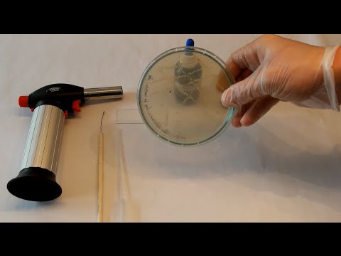 [DIY BIO] Identifying bacteria- catalase test & KOH preparation