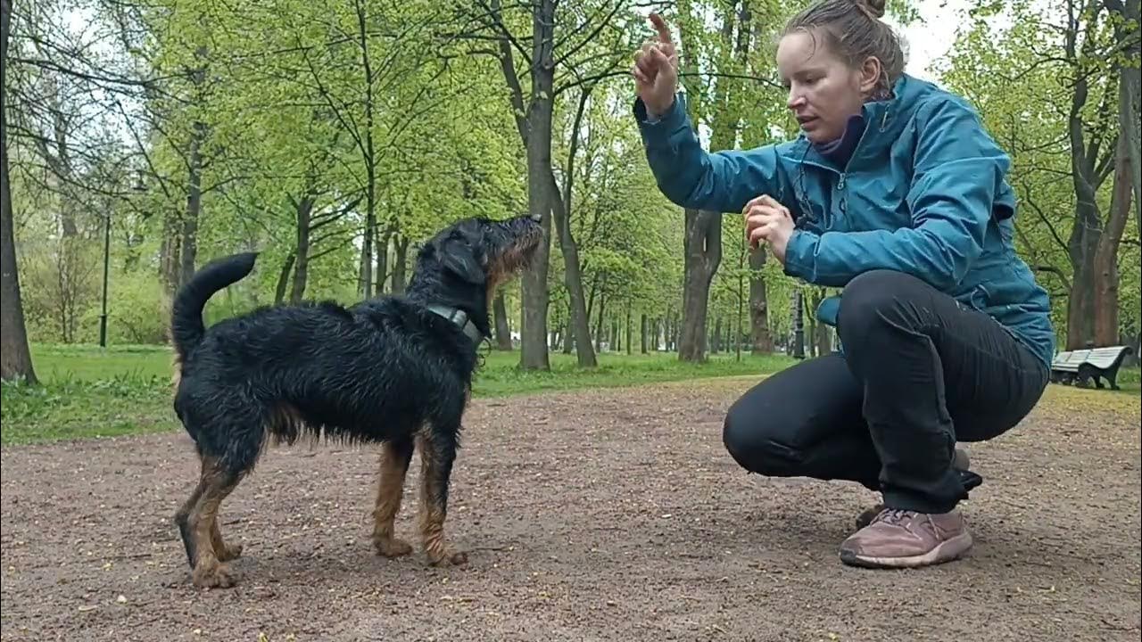 Дрессировка ягдтерьера. Дрессировка ягдтерьера. Немецкий ягдтерьер. Немецкий ягдтерьер гладкошерстный. Дрессировка щенка ягдтерьера.