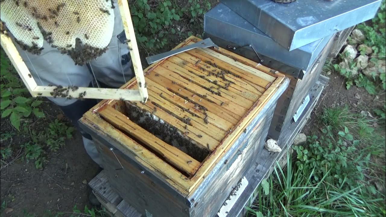 Balayette abeilles